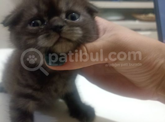 1 Aylık Blue Point Alacalı görsel