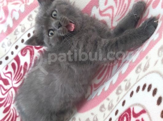 Bri̇ti̇sh Shorthai̇r 2 Aylık Dişi Yavru Kedi görsel