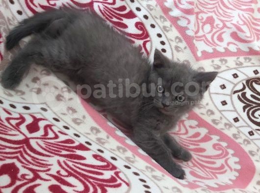 Bri̇ti̇sh Shorthai̇r 2 Aylık Dişi Yavru Kedi görsel