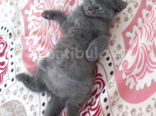 Bri̇ti̇sh Shorthai̇r 2 Aylık Dişi Yavru Kedi görsel