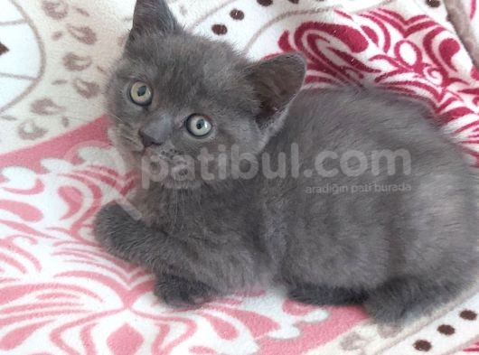 Bri̇ti̇sh Shorthai̇r 2 Aylık Dişi Yavru Kedi görsel