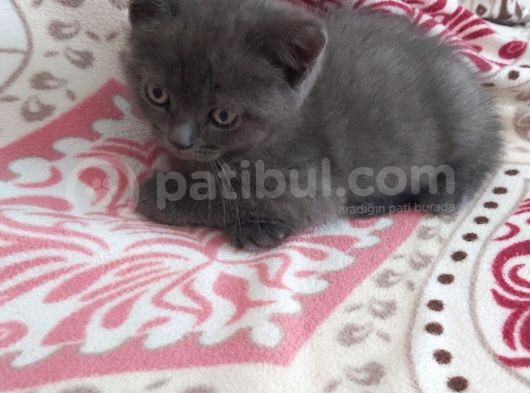 Bri̇ti̇sh Shorthai̇r 2 Aylık Dişi Yavru Kedi