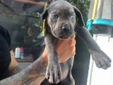 Blue ve Siyah Cane Corso