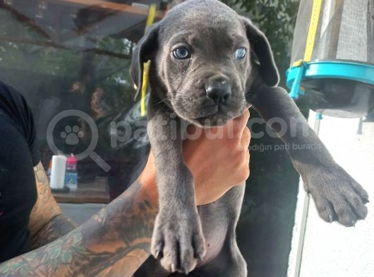 Blue Ve Siyah Cane Corso