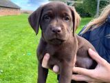 Labrador Si̇yah Şampanya Ve Çi̇kolata Bebekler