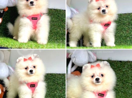 Özel Pomerani̇an Boo Bebekleri̇mi̇z görsel