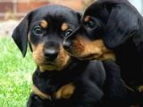 Doberman Yavrularimiz