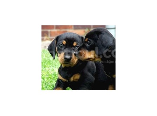 Doberman Yavrularimiz görsel