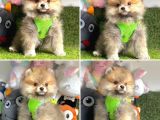 Pomerani̇an Boo Bebekler