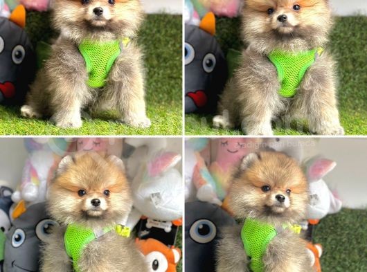 Pomerani̇an Boo Bebekler görsel