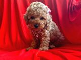 ORJİNAL TOY POODLE YAVRULAR