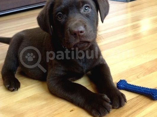 Labrador Si̇yah Şampanya Ve Çi̇kolata Bebekler görsel