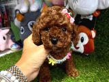 Anne Baba Kore Kan Toy Poodle 