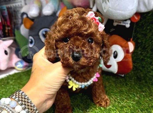 Anne Baba Kore Kan Toy Poodle  görsel