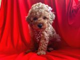 Orji̇nal Toy Poodle Yavrular