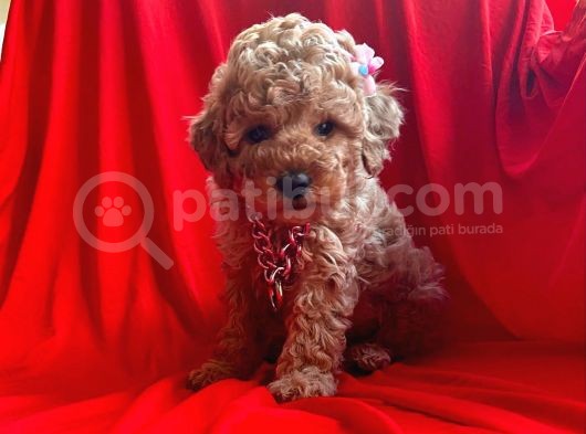 Orji̇nal Toy Poodle Yavrular görsel