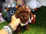 Anne baba kore kan toy poodle 