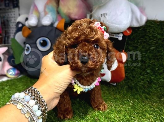 Anne Baba Kore Kan Toy Poodle 
