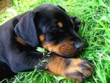 Doberman Yavrularimiz