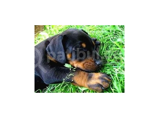 Doberman Yavrularimiz görsel