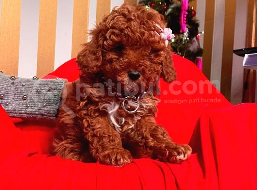 Safkan Toy Poodle Yavrular görsel