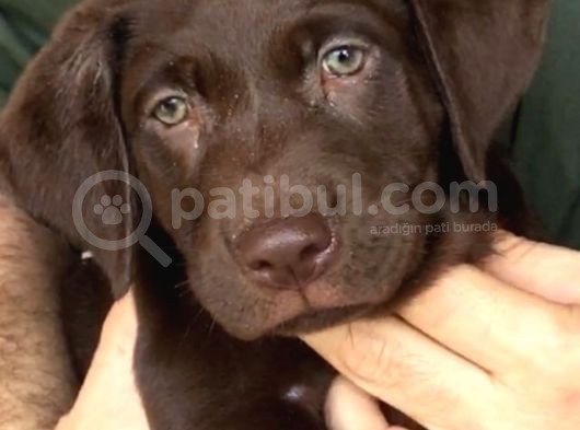 Labrador Si̇yah Şampanya Ve Çi̇kolata Bebekler görsel