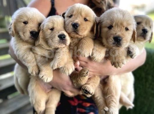 GOLDEN BEBEKLER