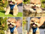 Pomerani̇an Boo Bebekler