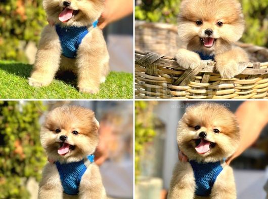 Pomerani̇an Boo Bebekler görsel