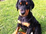 Doberman Yavrularimiz