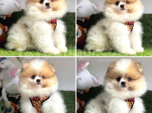 Özel Pomerani̇an Boo Bebekleri̇mi̇z görsel
