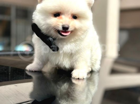 Erkek Pomerian Boo Yavrumuz