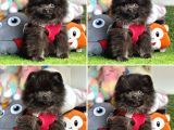 POMERANİAN BOO BEBEKLER