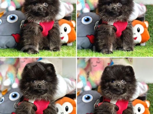 Pomerani̇an Boo Bebekler