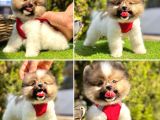 Pomerani̇an Boo Bebekler