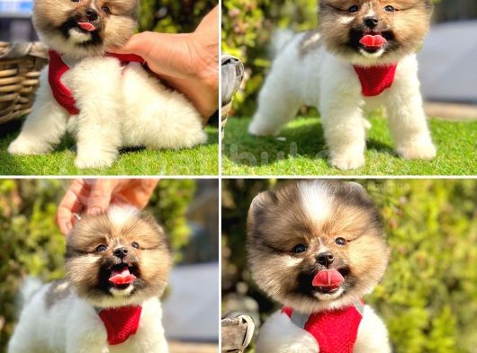 Pomerani̇an Boo Bebekler görsel