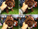 RED BROWN TOY POODLE YAVRUMUZ