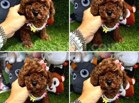Red Brown Toy Poodle Yavrumuz