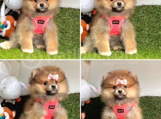 Pomerani̇an Boo Bebekler görsel