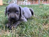 BLUE CANE CORSO YAVRULAR