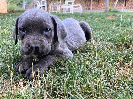 BLUE CANE CORSO YAVRULAR