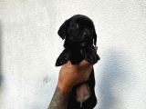 Blue Ve Siyah Cane Corso