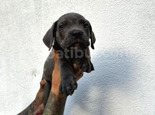 Blue Ve Siyah Cane Corso görsel