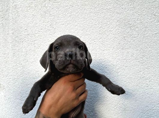 Blue Ve Siyah Cane Corso görsel