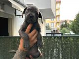 Blue Ve Siyah Cane Corso