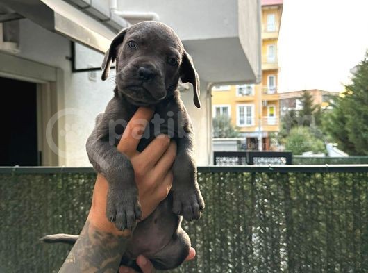 Blue Ve Siyah Cane Corso görsel
