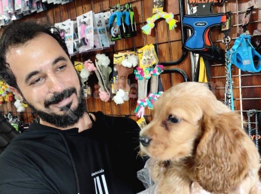 Muhteşem Ameri̇kan Cocker Yavrularimiz görsel