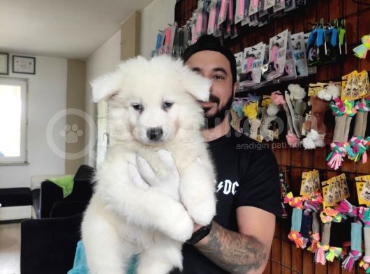 Ayi̇ Yavrusu Samoyed A Kali̇te Irk görsel