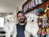 Ayi̇ Yavrusu Samoyed A Kali̇te Irk