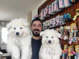 Ayi̇ Yavrusu Samoyed A Kali̇te Irk